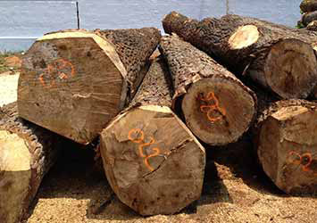 Suppliers of Poplar Wood Logs